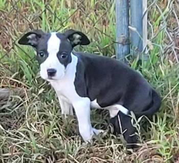 Michelangelo -  Pit Bull Terrier and Boston Terrier Dog for Adoption in Bolivar, Missouri - Michelangelo | PetCurious