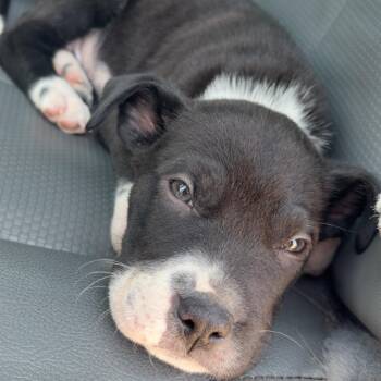 Pit Bull Terrier Dogs Available for Adoption in Galveston, Texas - Snorlax | PetCurious
