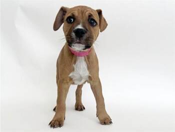 Pit Bull Terrier and Mixed Breed Dogs Available for Adoption in Brentwood, Missouri - JUDY | PetCurious