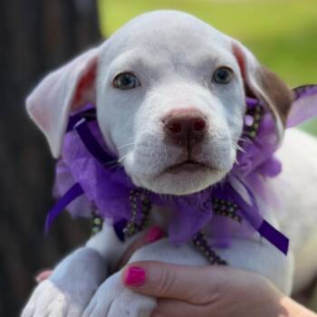 Daisie Grey -  Pit Bull Terrier and American Bulldog Dog for Adoption in New Orleans, Louisiana - Daisie Grey | PetCurious