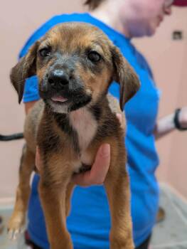 Vandy -  Mixed Breed Dog for Adoption in Huntsville, Alabama - Vandy | PetCurious