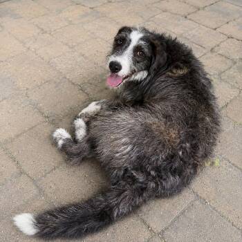 Jack -  Terrier and Border Collie Dog for Adoption in Plain City, Ohio - Jack | PetCurious