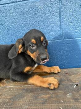 Coonhound and Chocolate Labrador Retriever Dogs Available for Adoption in Chuckey, Tennessee - Waylon | PetCurious
