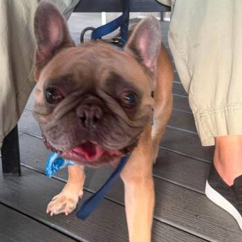 Scooby -  French Bulldog Dog for Adoption in Lehigh Acres, Florida - Scooby | PetCurious