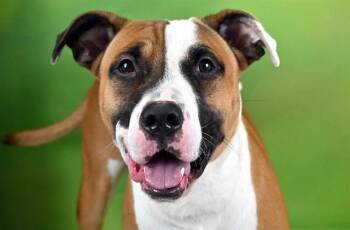 KAIDO -  American Bulldog and Mixed Breed Dog for Adoption in Fort Lauderdale, Florida - KAIDO | PetCurious