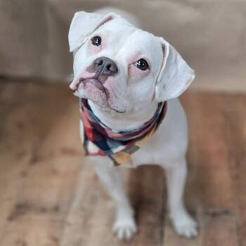 Cotton Ball -  Pug and Mixed Breed Dog for Adoption in East St. Louis, Illinois - Cotton Ball | PetCurious