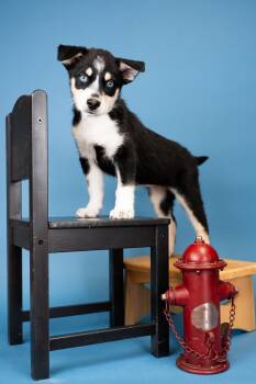 761-26 -  Shepherd Dog for Adoption in Brighton, Colorado - 761-26 | PetCurious