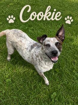 Cattle Dog Dogs Available for Adoption in Momence, Illinois - Cookie | PetCurious