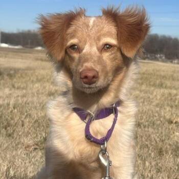 Zuzu -  Mixed Breed Dog for Adoption in Olathe, Kansas - Zuzu | PetCurious