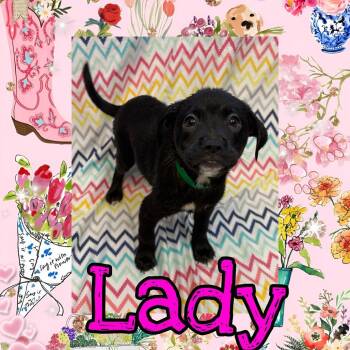 Lady -  Pit Bull Terrier and Mixed Breed Dog for Adoption in Royse City, Texas - Lady | PetCurious