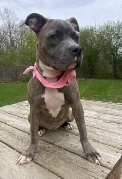 Pit Bull Terrier Dogs Available for Adoption - GIDGET | PetCurious