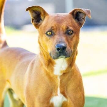 ASTRO -  Pit Bull Terrier and Mixed Breed Dog for Adoption in Camarillo, California - ASTRO | PetCurious