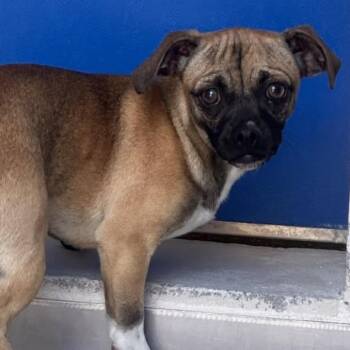 Chihuahua and Pug Dogs Available for Adoption in Reno, Nevada - Mustang | PetCurious