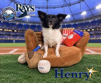 Henry -  Chihuahua Dog for Adoption in Arcadia, Florida - Henry | PetCurious