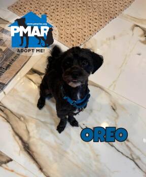 Oreo -  Shih Tzu Dog for Adoption in Binghamton, New York - Oreo | PetCurious