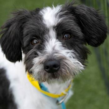 Rescue Schnauzer Dogs for Adoption in Peyton, Colorado - Mama Ritz (JN25-475) | PetCurious