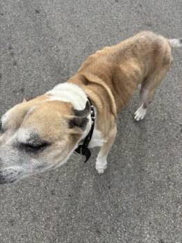 Pit Bull Terrier and Mixed Breed Dogs Available for Adoption - Trussell | PetCurious