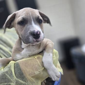 Rescue Mastiff and Retriever Dogs for Adoption in Incline Village, Nevada - Hullabaloo | PetCurious