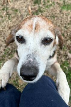Beagle Dogs Available for Adoption in Williamsburg, Virginia - Rose | PetCurious