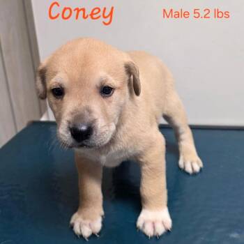 Coney -  Mastiff Dog for Adoption in Jasper, Indiana - Coney | PetCurious