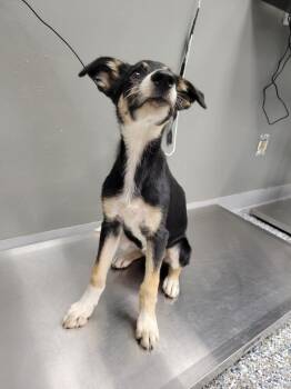 Daphne -  Border Collie and Mixed Breed Dog for Adoption in Carthage, Missouri - Daphne | PetCurious