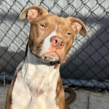 Pit Bull Terrier Dogs Available for Adoption in Northbrook, Illinois - Pecan | PetCurious