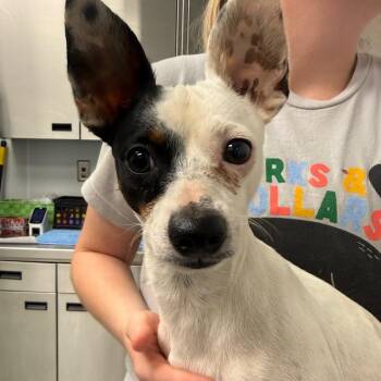Juno -  Rat Terrier Dog for Adoption in Abilene, Texas - Juno | PetCurious