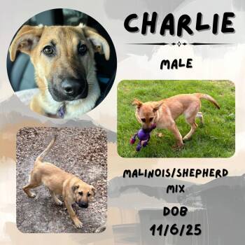 Belgian Shepherd Malinois and German Shepherd Dog Dogs Available for Adoption - Charlie | PetCurious