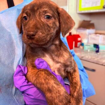 Amore -  Mixed Breed Dog for Adoption in Huntington, West Virginia - Amore | PetCurious
