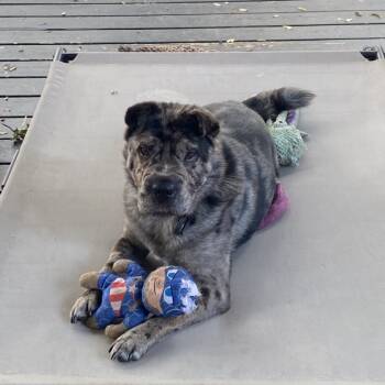 Rescue Shar Pei Dogs for Adoption in Houston, Texas - Mickey Merlin (Dallas) | PetCurious