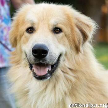 Walker in CT - Playful & Affectionate -  Great Pyrenees Dog for Adoption in Beacon, New York - Walker In CT - Playful & Affectionate | PetCurious