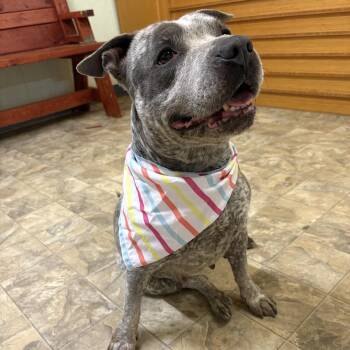 Klara -  Australian Cattle Dog Blue Heeler Dog for Adoption in Pilot Point, Texas - Klara | PetCurious