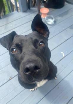 Rescue American Staffordshire Terrier Dogs for Adoption in Southern Pines, North Carolina - Pepe | PetCurious