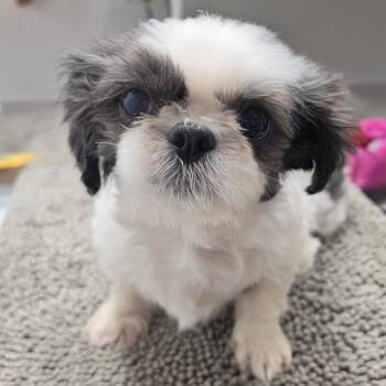 MOLLY -  Shih Tzu Dog for Adoption in Graham, Washington - MOLLY | PetCurious