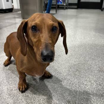 Dachshund Dogs Available for Adoption - Rocky 2 | PetCurious