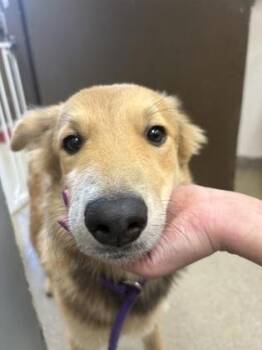 Blossom -  Siberian Husky and Labrador Retriever Dog for Adoption in Palm Coast, Florida - Blossom | PetCurious