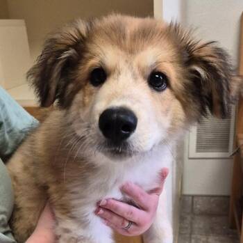 Bear -  Great Pyrenees Dog for Adoption in Hays, Kansas - Bear | PetCurious