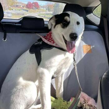 Rescue Collie and Australian Shepherd Dogs for Adoption in Enfield, Connecticut - Bella | PetCurious