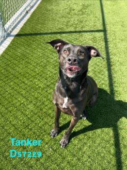 Tanker -  Labrador Retriever Dog for Adoption in Clarksville, Tennessee - Tanker | PetCurious