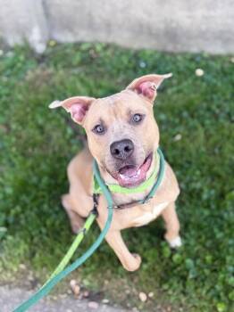 Mombo -  Mixed Breed Dog for Adoption in Cincinnati, Ohio - Mombo | PetCurious
