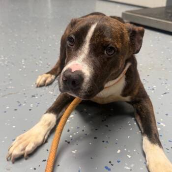 TUSC-Stray-85813 -  Pit Bull Terrier Dog for Adoption in Tuscaloosa, Alabama - TUSC-Stray-85813 | PetCurious
