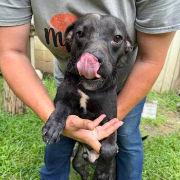 Mixed Breed Dogs Available for Adoption in Bentonville, Arkansas - Skip | PetCurious
