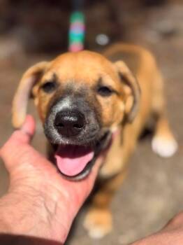 Matthew -  Hound Dog for Adoption in Windsor Locks, Connecticut - Matthew | PetCurious