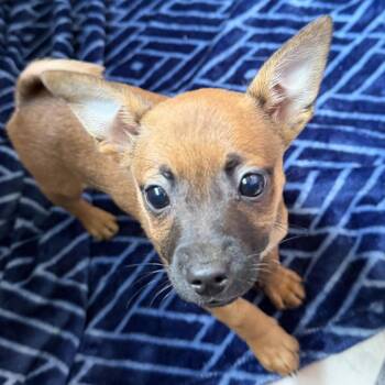 Chihuahua Dogs Available for Adoption - Prue | PetCurious