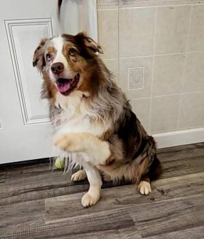 Rescue Australian Shepherd Dogs for Adoption in Hoopeston, Illinois - Theo (and Daffy Dill) | PetCurious