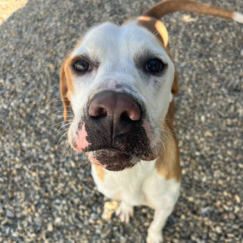 Rescue Boxer and Mixed Breed Dogs for Adoption in Waynesville, North Carolina - Hashbrown | PetCurious