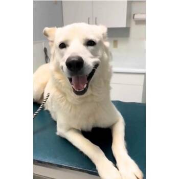 Rescue Labrador Retriever and Shepherd Dogs for Adoption in Humble, Texas - Walker | PetCurious