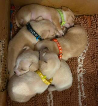 Fuji -  Chihuahua Dog for Adoption in Clatskanie, Oregon - Fuji | PetCurious