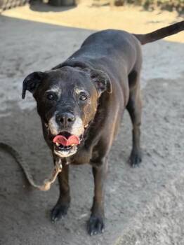 Ms.Betty -  Mixed Breed Dog Available for Adoption in Savannah, Georgia - Ms.Betty | PetCurious
