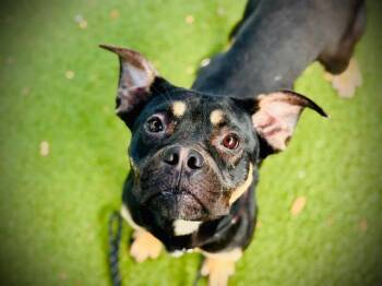 Rescue Pit Bull Terrier Dogs for Adoption in Orlando, Florida - LIL DORA | PetCurious